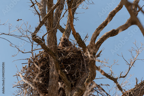 Obraz na płótnie Bald Eagle Sitting In And Guarding Her Nest In A Huge Tree In Spring In Wisconsin w salonie