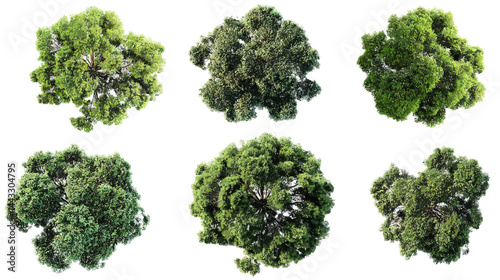 Set of tree top view isolated on white background for landscape plan and architecture element   -  