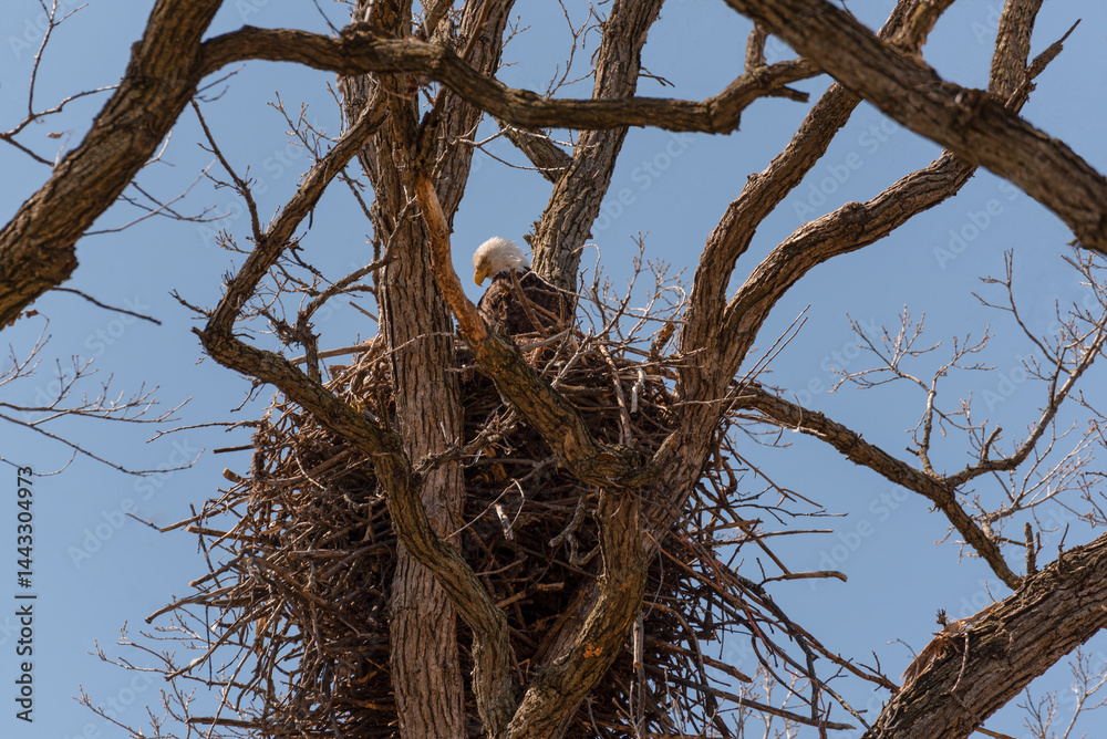 Bald Eagle Sitting In And Guarding Her Nest In A Huge Tree In Spring In Wisconsin