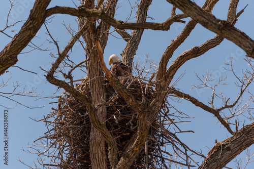 Bald Eagle Sitting In And Guarding Her Nest In A Huge Tree In Spring In Wisconsin