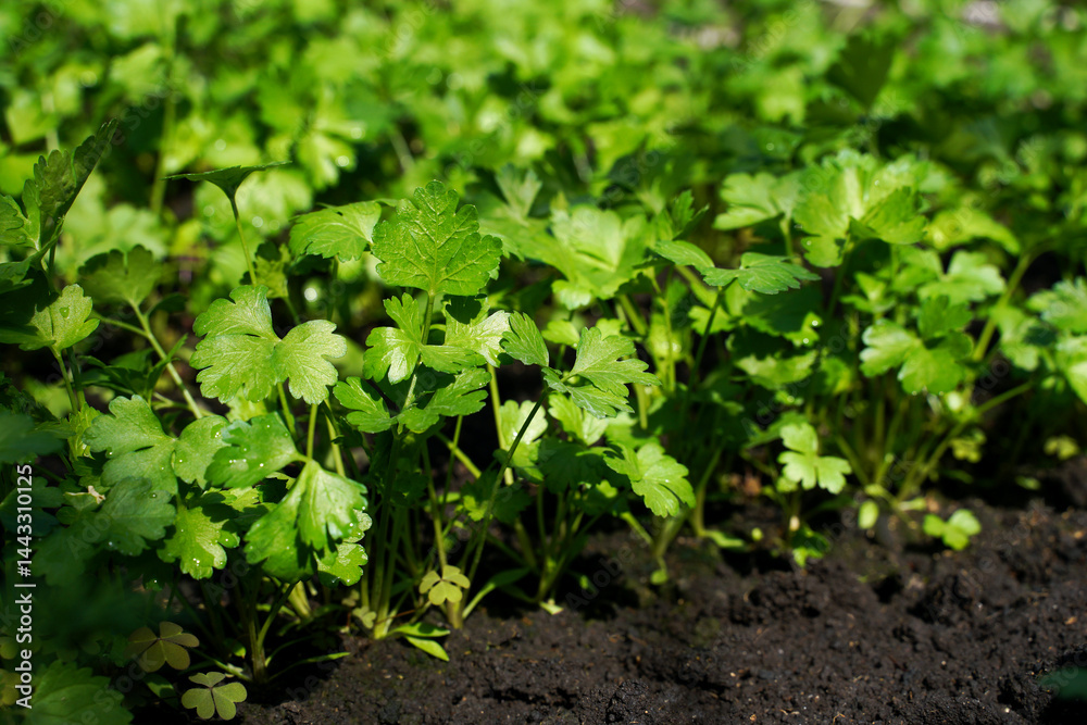 Young spring parsley growing in the garden. Selective focus. Young spring parsley growing in the garden. Selective focus.