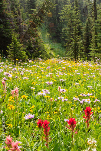 A field full of very colourful wildflowers on a warm sunny day on top of Sunshine Mountain in Banff National Park, Canada