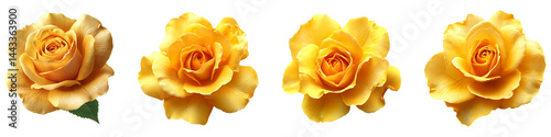 Set, group, collection of Yellow rose with petals isolated on transparent background.