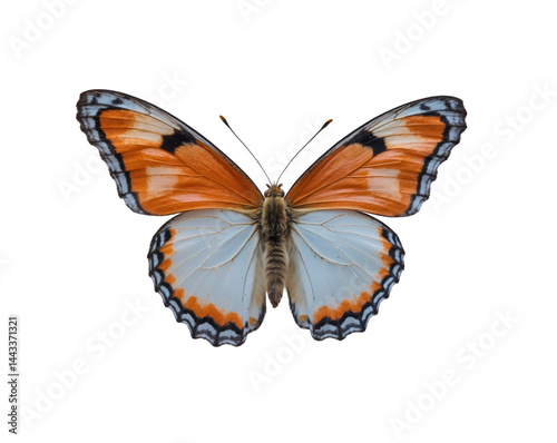 Delicate orange tip butterfly showcasing intricate wing patterns in flight on a plain setting, demonstrating beauty and detail in nature's captivating creatures