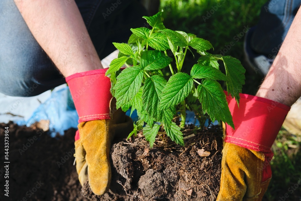 Fototapeta premium Planting remontant raspberry seedlings in a permanent place in the garden by dividing the bush in spring. Gardening, garden plot, farming.