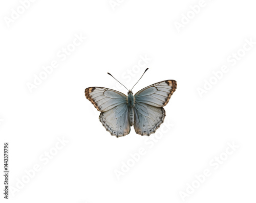 Detailed close up of a silverwashed fritillary butterfly displaying intricate wing patterns and delicate antennae against an isolated setting for artistic purposes