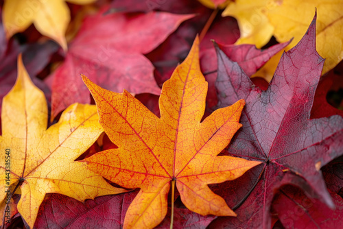 A beautiful fall leaves bac...