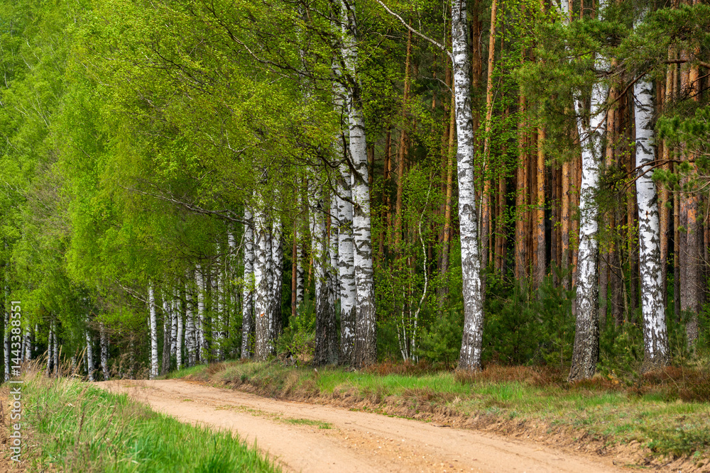 Wiosna na skraju Puszczy Knyszyńskiej , Podlasie, Polska