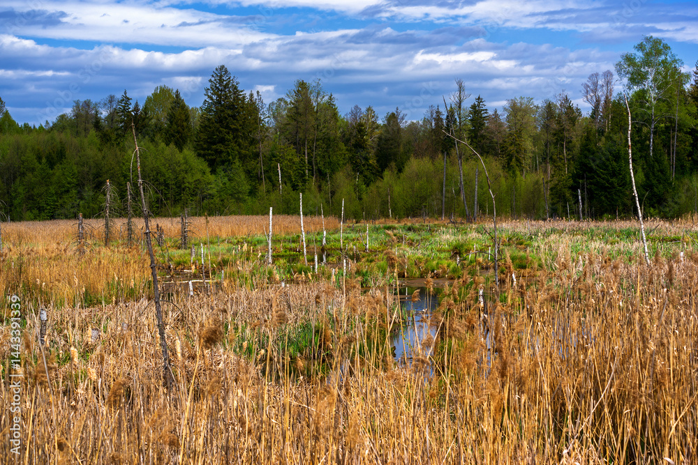 Wiosna na skraju Puszczy Knyszyńskiej , Podlasie, Polska