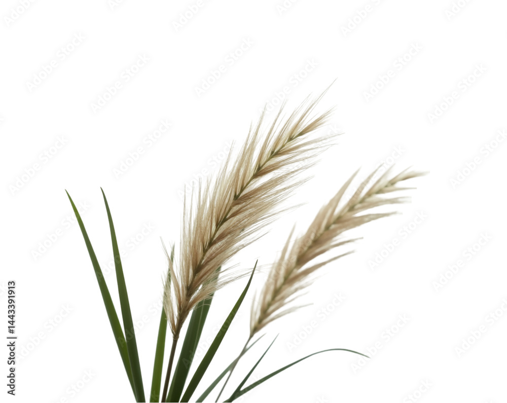 Fototapeta premium Dramatic Wispy Blades of Grass, A Study in Texture and Light with Delicate Tips, Perfect for Botanical Designs and Artistic Compositions