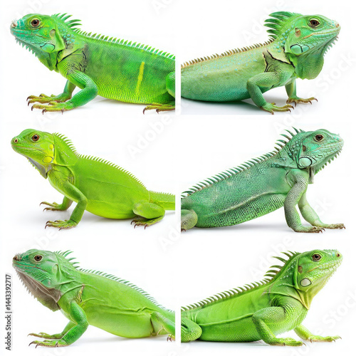 Reptiles Isolated