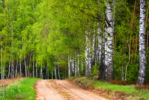 Wiosna na skraju Puszczy Knyszyńskiej , Podlasie, Polska