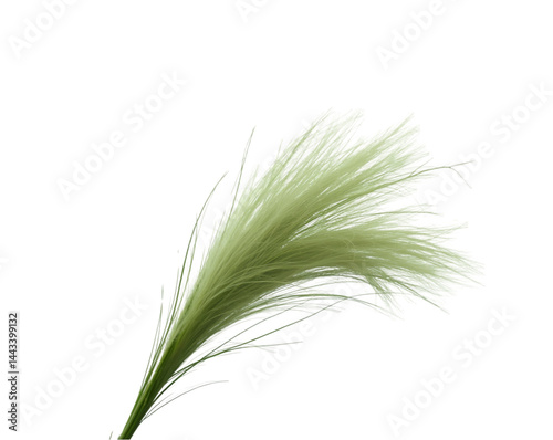 Elegant composition featuring wispy blades of grass with delicate tips, artistically arranged for a natural aesthetic against a stark backdrop, creating a striking visual contrast photo