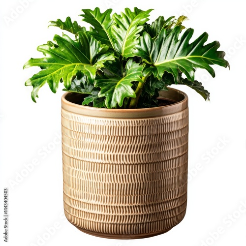 Lush Green Philodendron Plant in Textured Pot, Adding Natural Beauty and Calm to Any Space with its Vibrant Leaves.