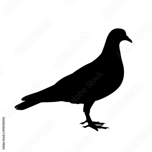 Minimalist and detailed silhouette of a pigeon bird standing on the ground