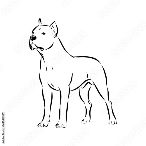 Argentine Great Dane vector sketch beautiful Great Dane line art images