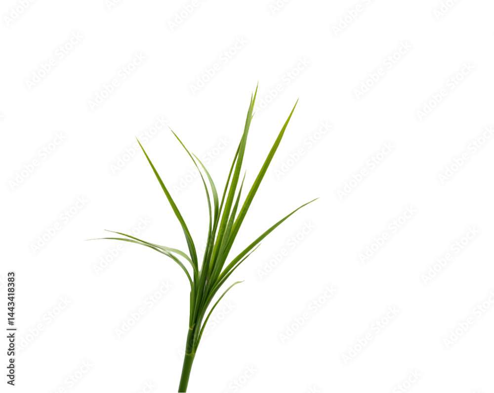 Elegant Studio Shot of Fresh Green Grass with Soft Shadow on an Isolated Plain White Background for Botanical and Environmental Themes Elegant Studio Shot of Fresh Green Grass with Soft Shadow on an Isolated Plain White Background for Botanical and Environmental Themes