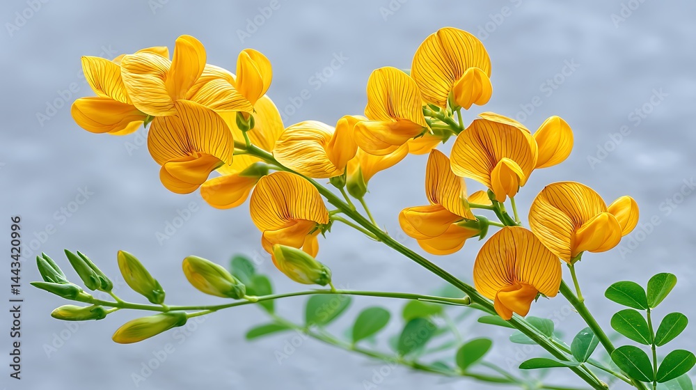 Fototapeta premium Close-up of vibrant yellow flowers blooming on slender green stems, against a blurred background