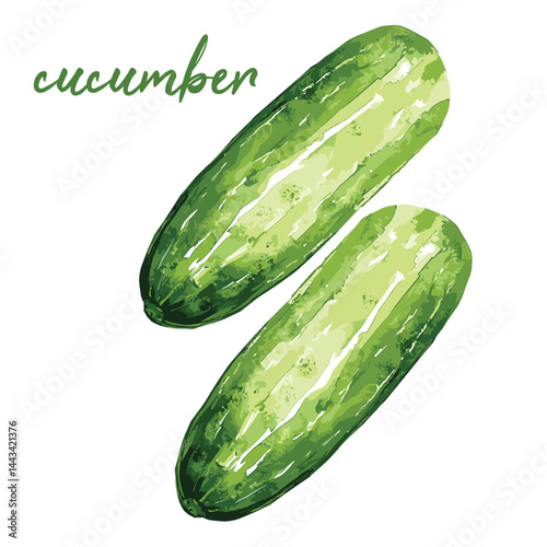 cucumber in watercolor illustration style, isolated vector on white background