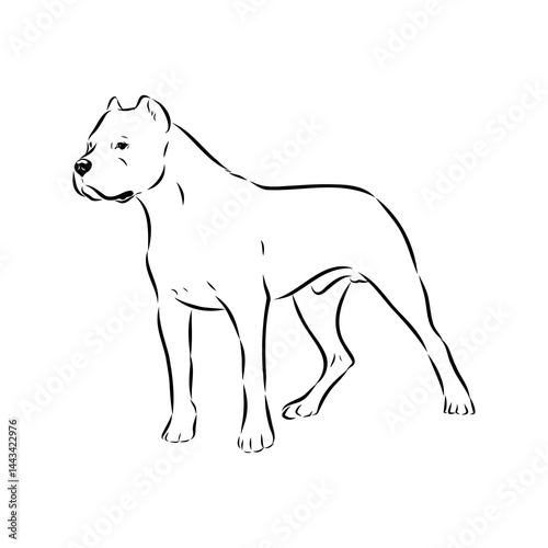 Argentine Great Dane vector sketch beautiful Great Dane line art images