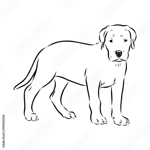 Argentine Great Dane vector sketch beautiful Great Dane line art images