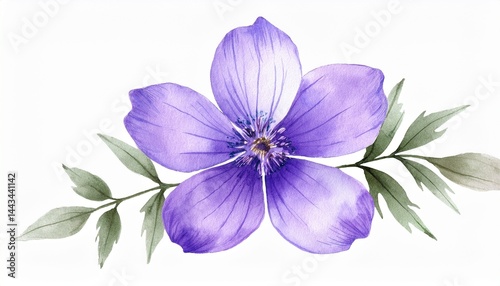 Violet wildflower watercolor. Floral isolated  for wedding, invitation, greeting cards. Wat