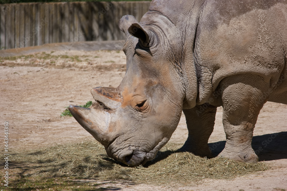 Majestic rhinoceros grazing in a serene habitat during sunny daylight hours