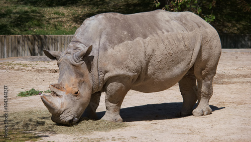 Obraz na płótnie Large rhinoceros grazing in a sunny habitat at the wildlife park during the afternoon w salonie