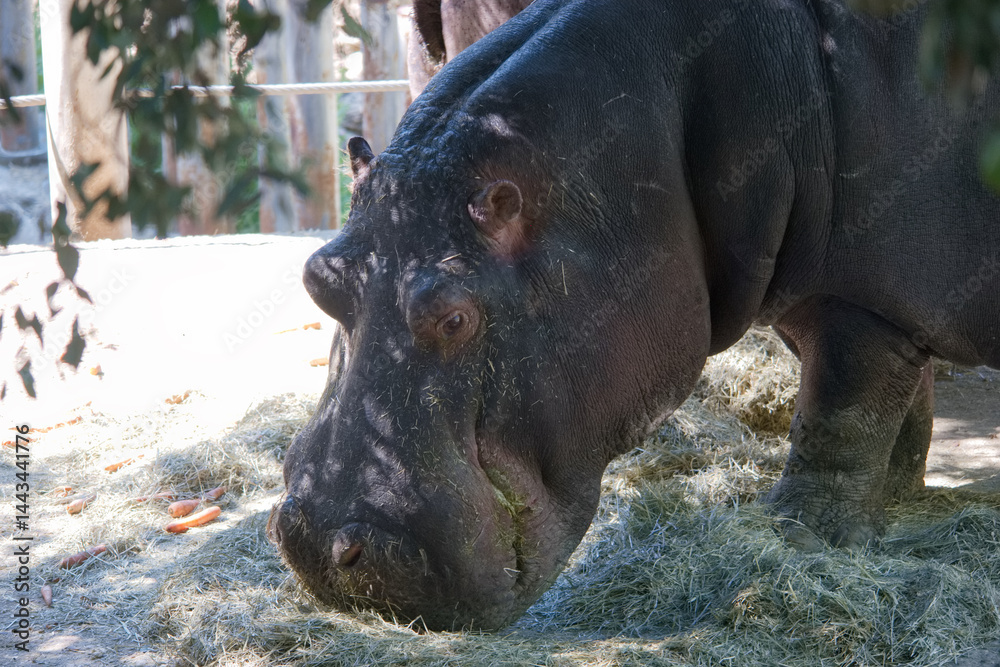 Hippopotamus feeding near the water at a wildlife park during a sunny afternoon