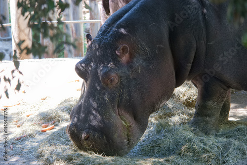 Obraz na płótnie Hippopotamus feeding near the water at a wildlife park during a sunny afternoon w salonie