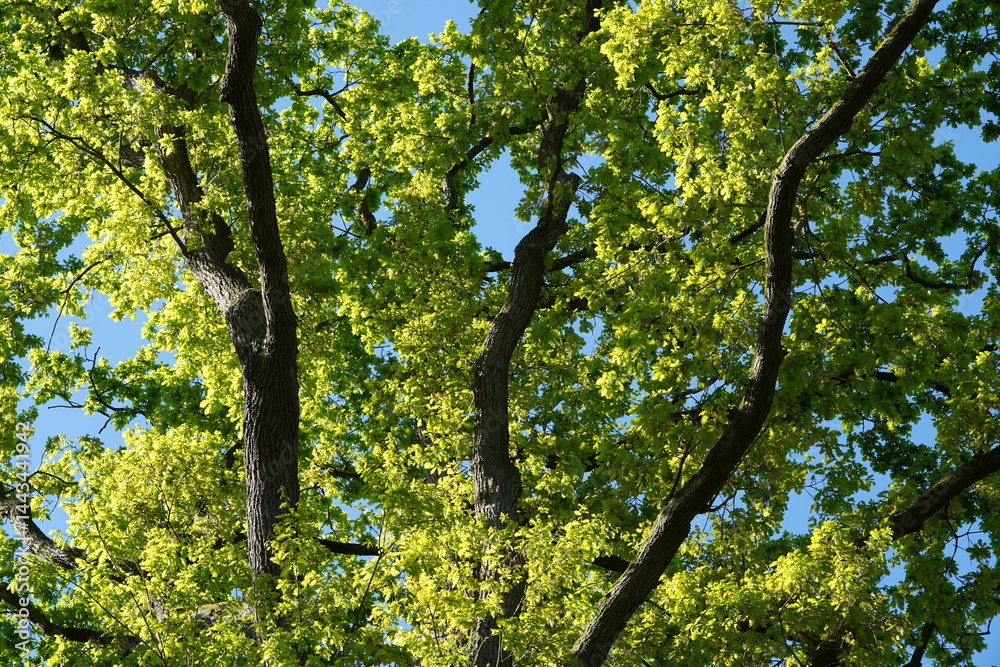 Teilaufnahme einer alten Stieleiche (Quercus robur) vor blauem Himmel im Frühling