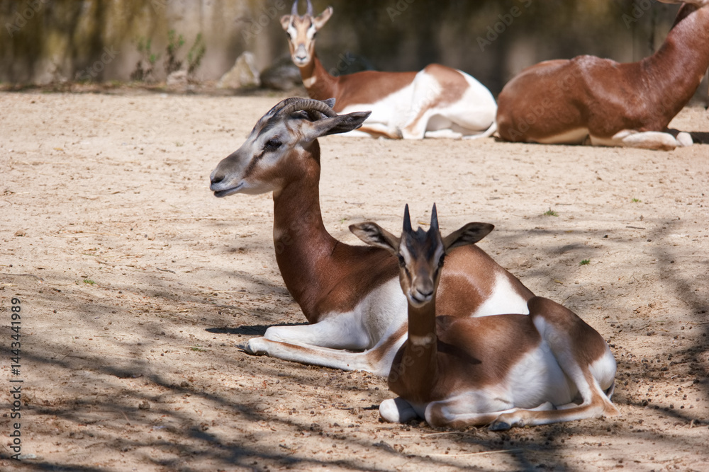 Group of gazelles resting peacefully in a sunlit enclosure during a warm afternoon