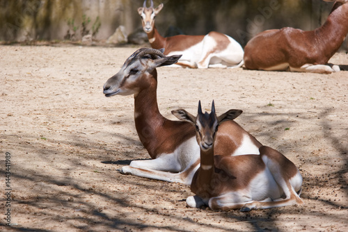 Group of gazelles resting peacefully in a sunlit enclosure during a warm afternoon
