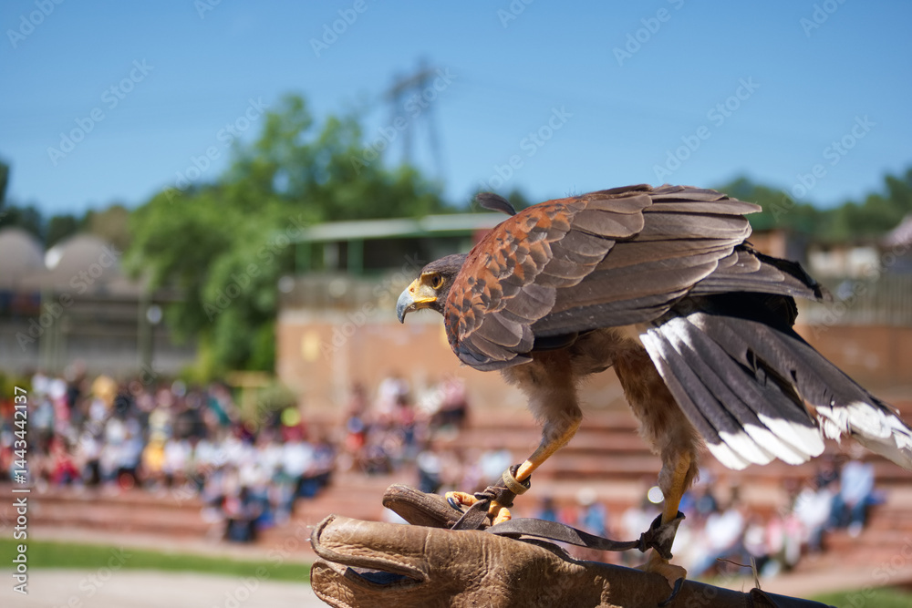 Majestic bird of prey perched on handler's glove at outdoor falconry event during sunny day