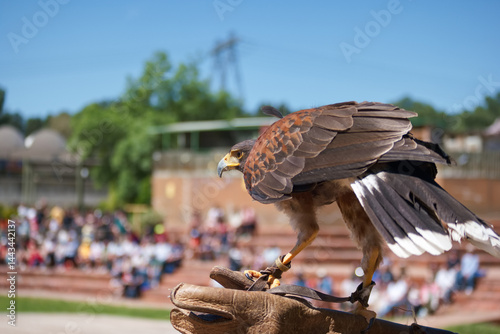Obraz na płótnie Majestic bird of prey perched on handler's glove at outdoor falconry event during sunny day w salonie