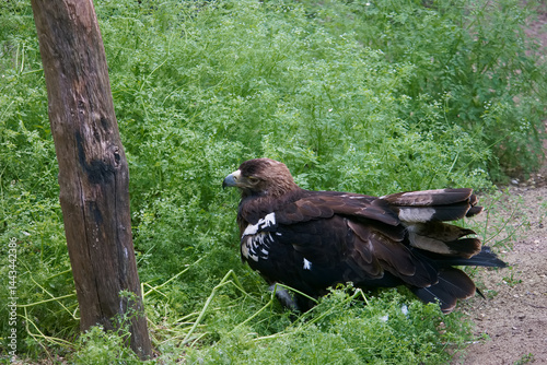 Golden eagle resting in green vegetation near a wooden post during daylight
