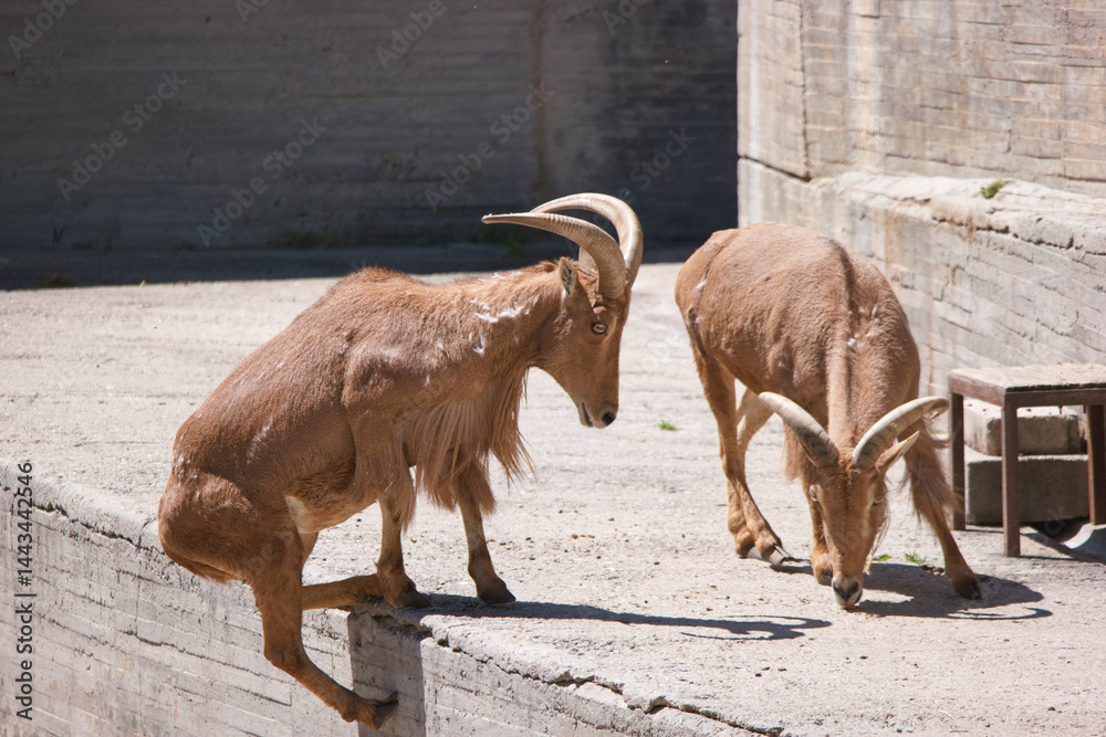 Mountain goats interacting in a rocky habitat during a sunny day in nature