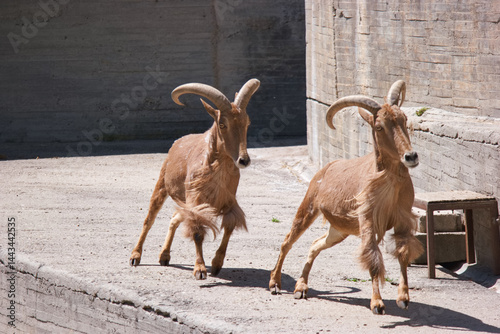 Obraz na płótnie Two goats running along a concrete path in a sunny animal enclosure during the afternoon w salonie