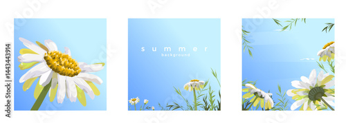 Set of summer cards with daisies and blue skies. Summer vector backgrounds with blooming daisies against clear blue sky. Perfect for postcards, posters, covers, web design, and seasonal decorations.