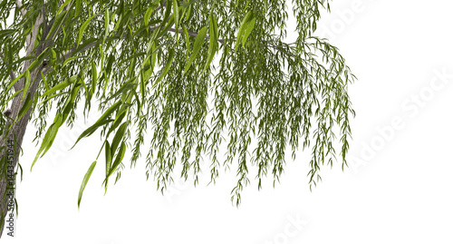 Fototapeta Naklejka Na Ścianę i Meble -  Willow trees branches shade foreground on transparent backgrounds 3d rendering png