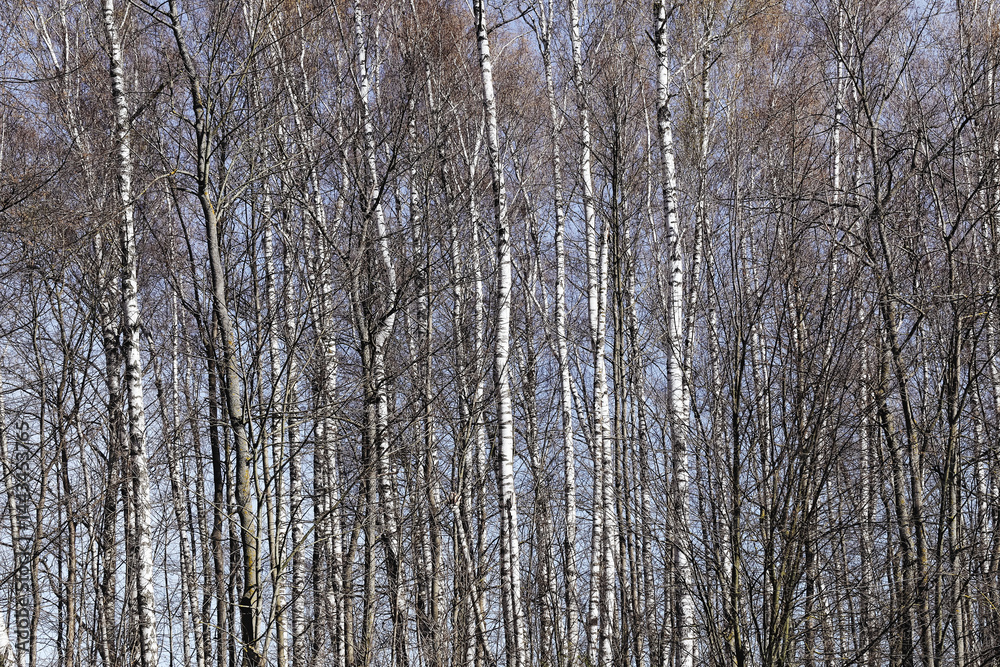 Tall birch trees in forest. White trunks in early spring. Bare branches and blue sky. Calm woodland scene. Natural beauty. Peaceful forest landscape. Seasonal nature atmosphere.