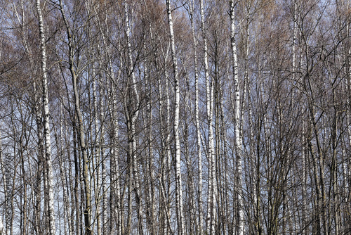 Obraz na płótnie Tall birch trees in forest. White trunks in early spring. Bare branches and blue sky. Calm woodland scene. Natural beauty. Peaceful forest landscape. Seasonal nature atmosphere. w salonie