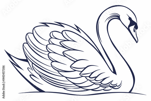 black swan vector illustration