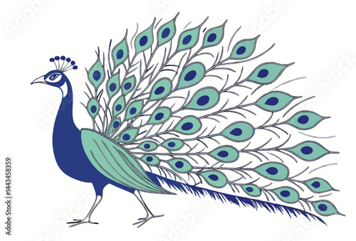 peacock isolated on white