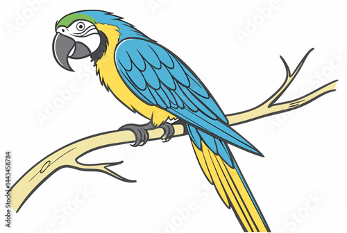 blue and yellow macaw