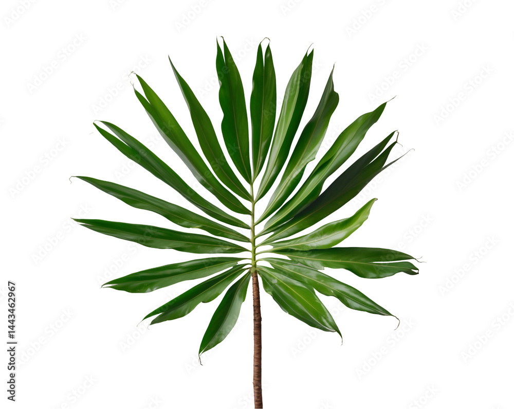 Fototapeta premium Isolated Single Green Coconut Palm Leaf, Perfect for Tropical Designs, Holiday Vacation, and Summer Decoration Projects, Ideal for Nature and Exotic Themes