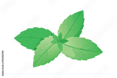 mint leaves isolated on white background