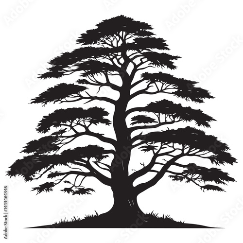 A  Cedar Tree illustration, vector art, black lines, isolated on white background,