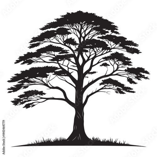 A  Cedar Tree illustration, vector art, black lines, isolated on white background,