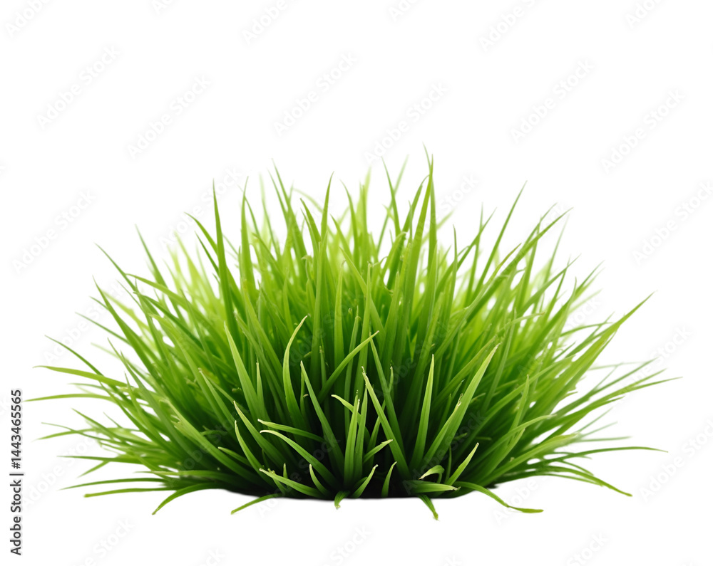 Obraz premium Lush Green Grass Clump on Isolated Plain White Background, A Vibrant Element for Natural Designs and Creative Projects, Perfect for Adding Freshness